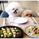 강아지테마미용실 이미지