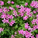 꽃마을로 이미지