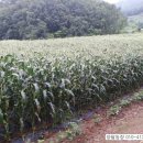 양달농장 이미지