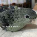 블루그린