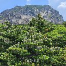 멸종위기 한라산 구상나무 “풍년일세…매우 드문 일” 이미지