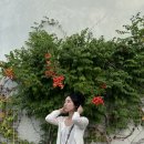 해피 댕 데이 이미지