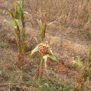 수촌농장 이미지