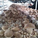 여름철 표고버섯 재배에서 톱밥배지와 표고버섯의 관리방법과 주의할 사항입니다! 이미지