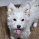 사랑방손님 | 사랑방 손님맞이 후기"유기견 입양-2"