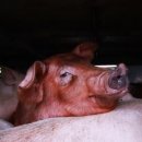 혜린농장 이미지