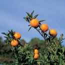 신한농장 이미지