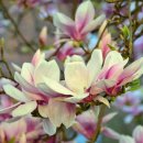 아름다운 꿈 이미지