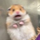 햄스터 다락방 이미지