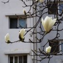 금호동 장미아파트 이미지