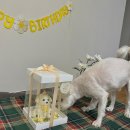 멍구르르 | [멍구르르] 수원 광교 강아지 생일파티 케이크/수제간식 후기