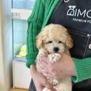 부산강아지분양 디몽 광안리본점 이미지