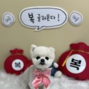 가위사랑미용 | 알로페시아 포메라니안 가위컷 추천하는 이유 이중모 미용 후기