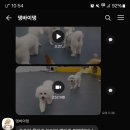 댕바이댕 이미지