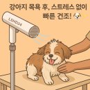 엔조이펫 | 강아지 목욕 후 빠른 건조! 펫엔조이고촌도 선택한 LSHD24 스탠딩드라이기
