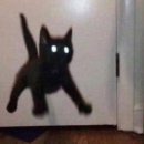 LOVELY CAT 이미지