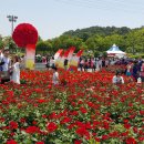 울산 대공원 장미 축제 이미지