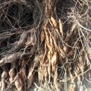 증산-015 이미지