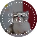 강남 고양이 분양 캣프렌즈 이미지