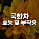 국화 이미지