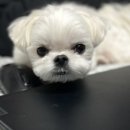 댕댕이쁘띠샵 이미지