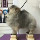 코샤 Daum카페