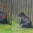 이웃집 댕댕이 이미지