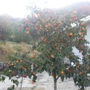 대봉감 착한가격 //판매마감// 이미지