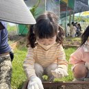 즐거운반 - 친구를 존중해요💗/ 열무와 상추를 심었어요🥬🧑🏻‍🌾 이미지