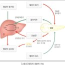 췌장암.담낭암.담도암에 대한 이해 이미지