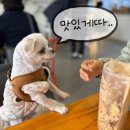 수제간식맛집 | 벨라스키친 I 강아지간식 건강한 애견 수제간식 맛집 추천 후기