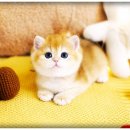 강남고양이분양 호야캣 | 강남고양이분양 호야캣 골드브리티쉬숏헤어 전문