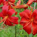 나리씨앗 반송이 이미지