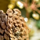 Pine cone 이미지