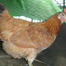 정종농장 이미지