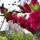 도화동공원 이미지