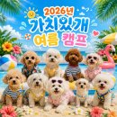 가치 | 신림역 애견유치원 추천｜당곡역 애견호텔·애견미용 가치있개 여름캠프 후기