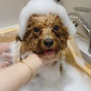 카멜리몽 이미지