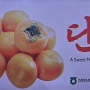 장성단감