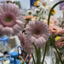 로즈데이 | 대전 꽃시장 ㅣ 꽃소식 플라워 / 꽃 선물 / 로즈데이 / 내돈내산 후기