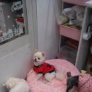 늘안아줄개 이미지