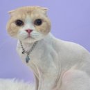 미니마니몽 이미지