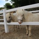 얼룩목장 이미지