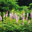 식물이야기 이미지