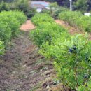 성채농장 이미지