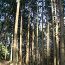 칠천도편백숲 이미지