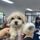 원애견샵 이미지