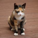 코지동물의료센터 서구청점 이미지