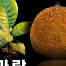 트로피컬랩
