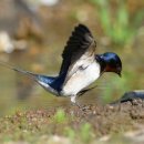 푸른 둥지 이미지